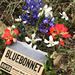organic bluebonnet soap with wildflowers